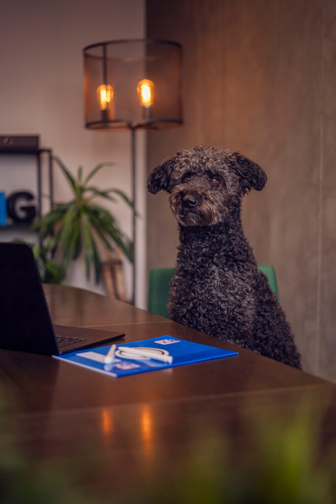 elbhandwerk-team-hund